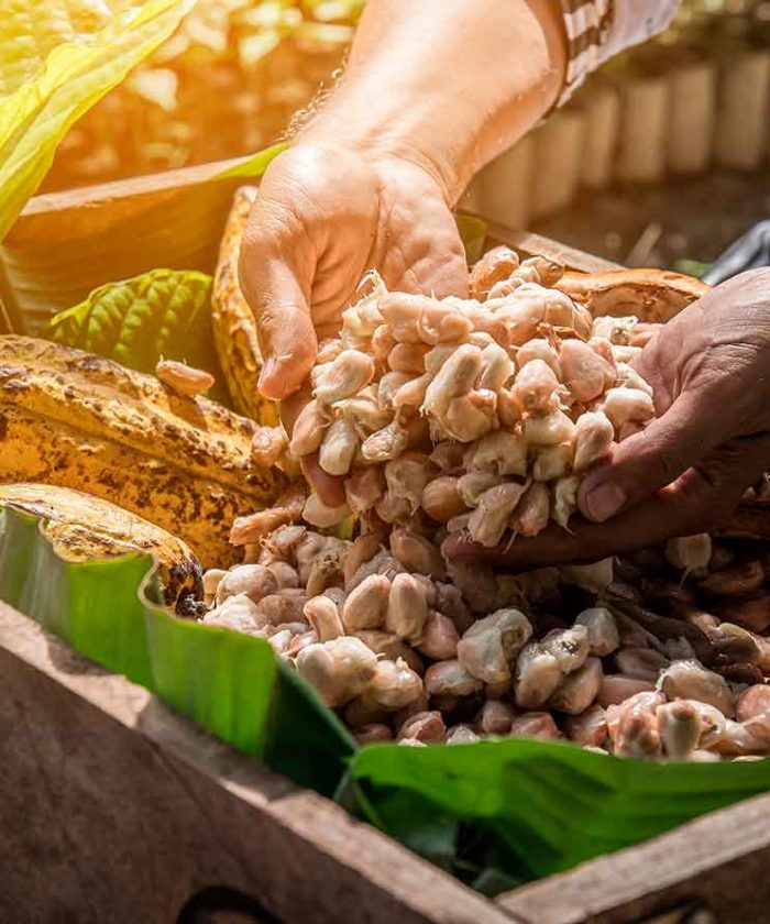 CACAO2 CACAO2